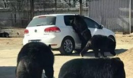 八达岭动物园最新爆料,动物世界大揭秘，精彩瞬间抢先看！